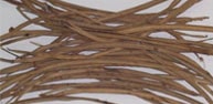 Cassia Herb