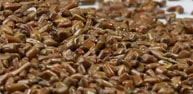 Cassai Seeds