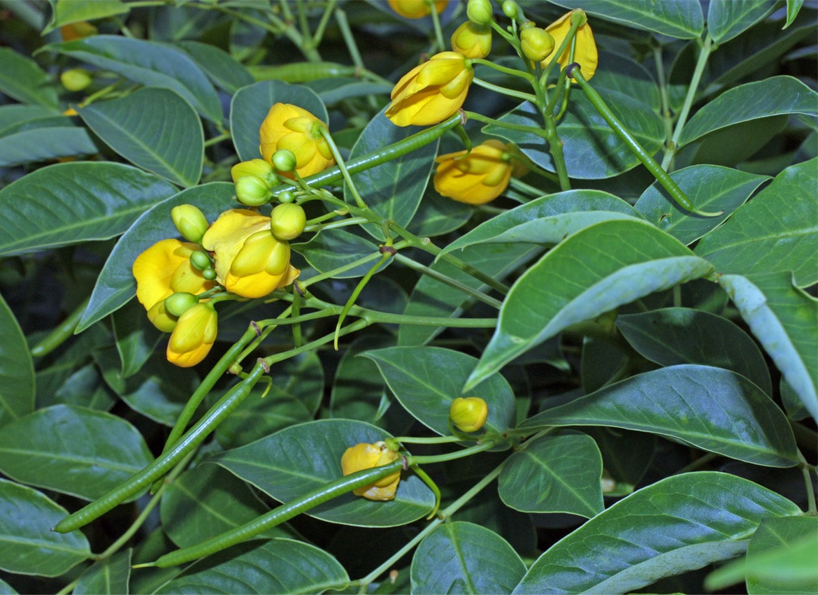 Cassia Plant