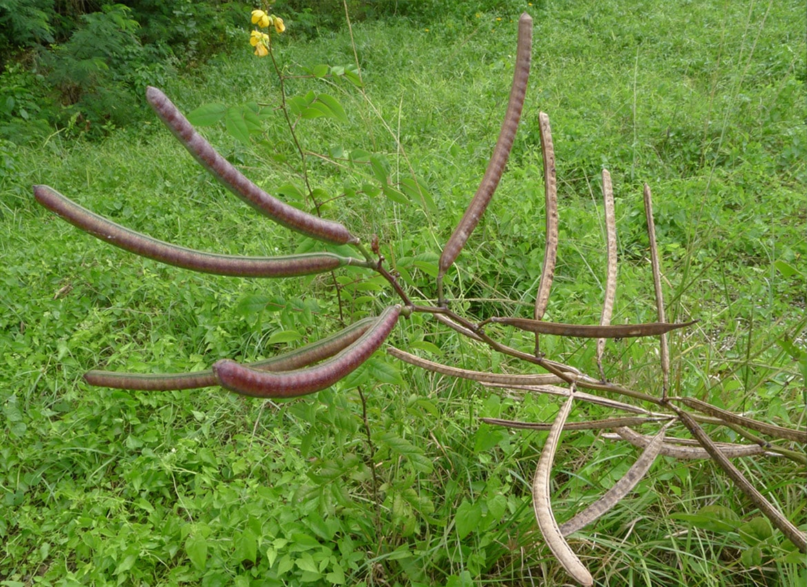 Cassia Herb